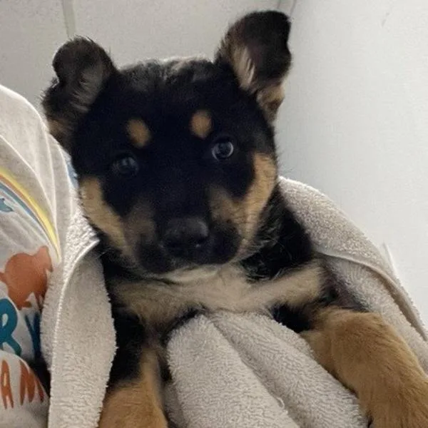 A baby large-sized female Shepherd dog named Sour Patch for adoption in Escondido, CA