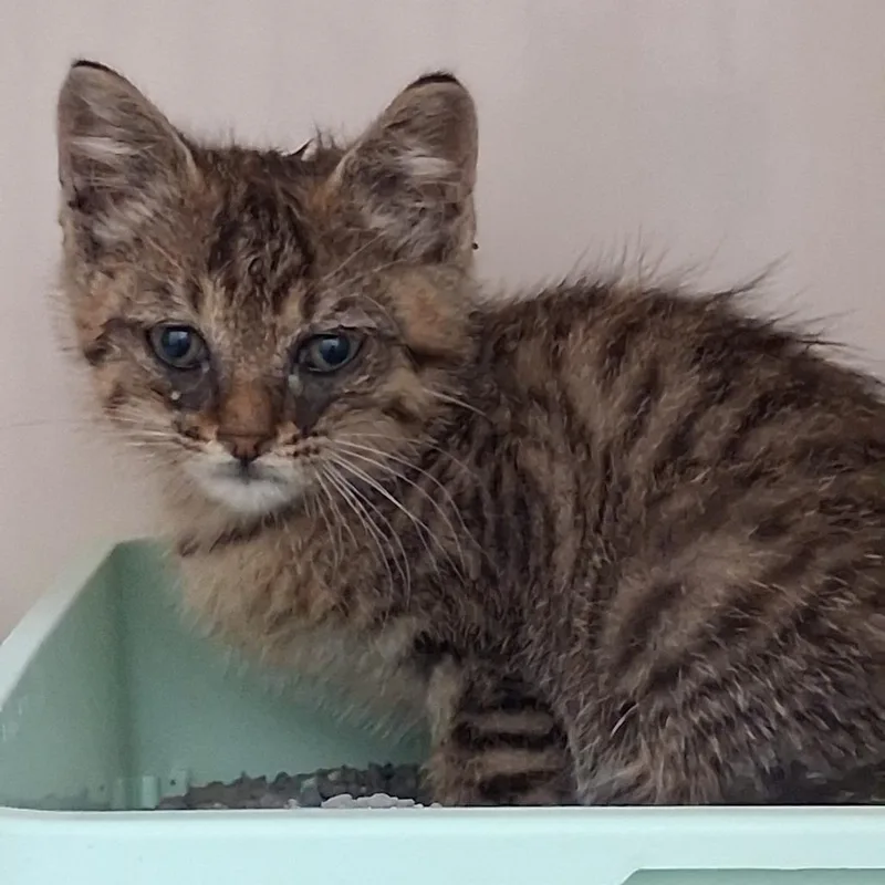 A baby small-sized male Brown / Chocolate Domestic Short Hair cat named Lennon for adoption in Auburn, AL