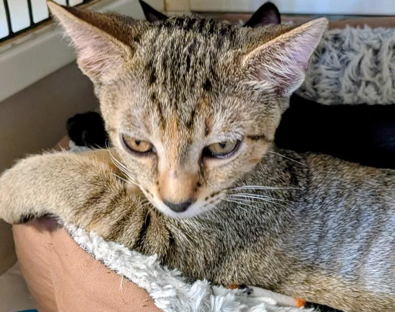A baby small-sized female Domestic Short Hair cat named Lilly for adoption in St. Augustine, FL