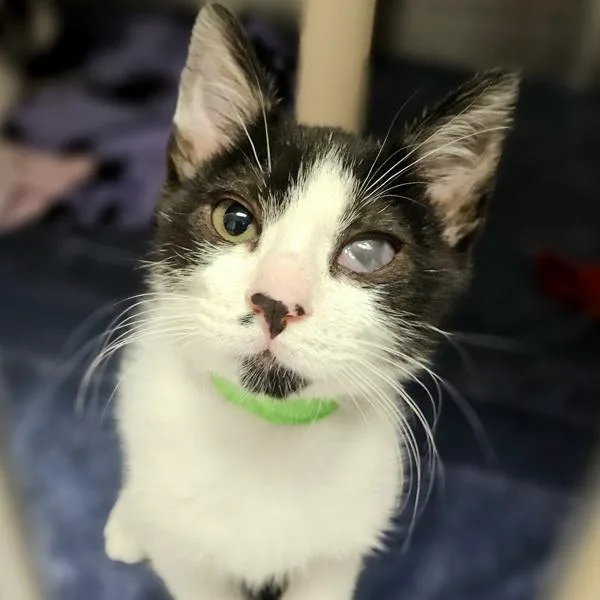 A baby small-sized male Domestic Short Hair cat named Straus for adoption in Oakland, CA