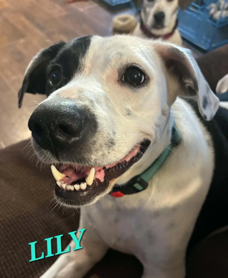 A young large-sized female Labrador Retriever dog named Lily Summer for adoption in Andover, MA