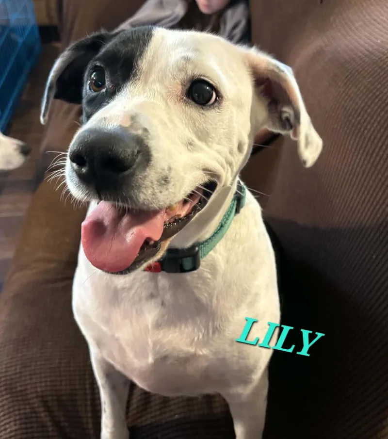 Lily Summer thumbnail 3