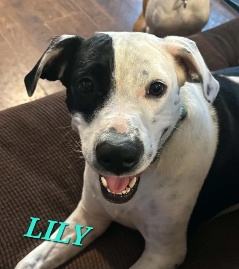 Lily Summer thumbnail 4