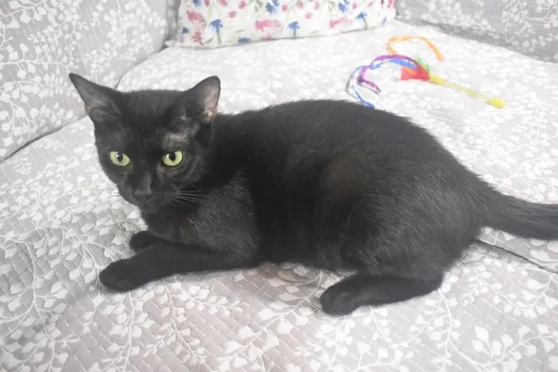 A young small-sized female Black Domestic Short Hair cat named Sugar Cookie for adoption in Capshaw, AL