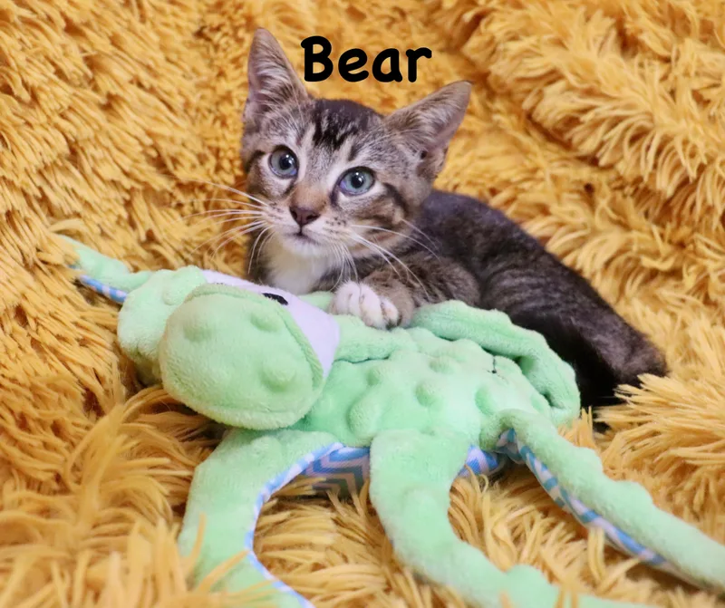 Bear thumbnail 3