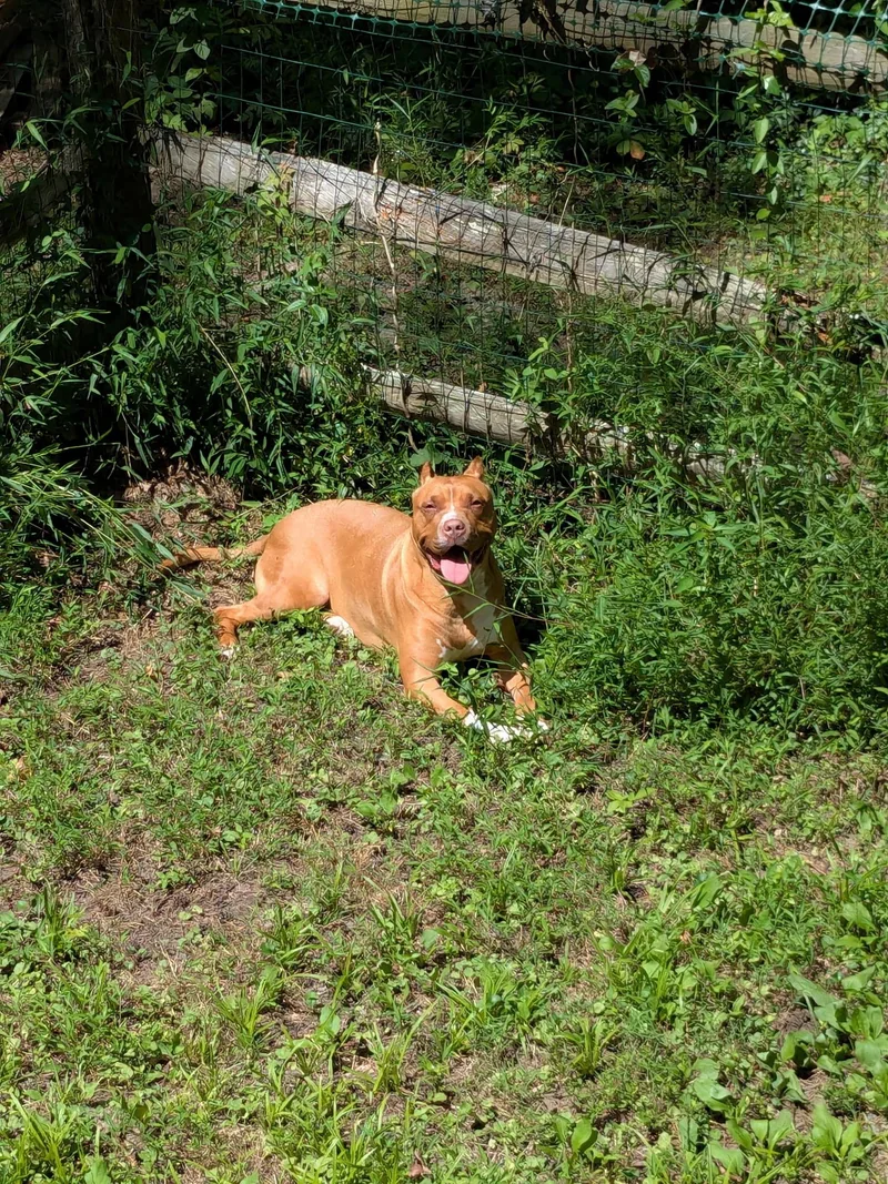 An adult medium-sized female Golden American Staffordshire Terrier dog named Lux for adoption in Chesapeake Beach, MD