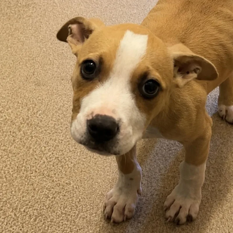 A young small-sized male Yellow / Tan / Blond / Fawn Mixed Breed dog named Tim for adoption in Hinesville, GA