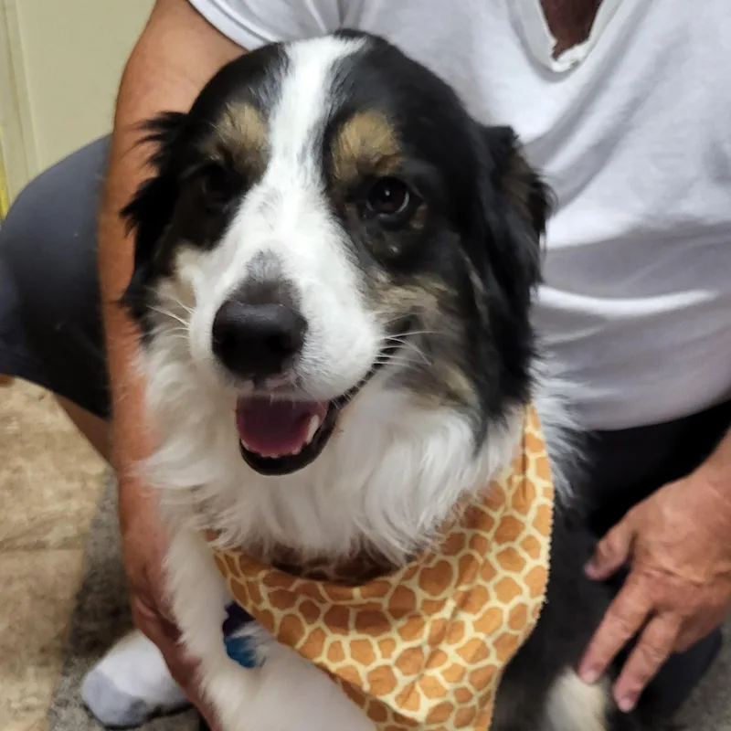 A young medium-sized male Black Australian Shepherd dog named Bruno Courtesy Listing for adoption in Midland, MI