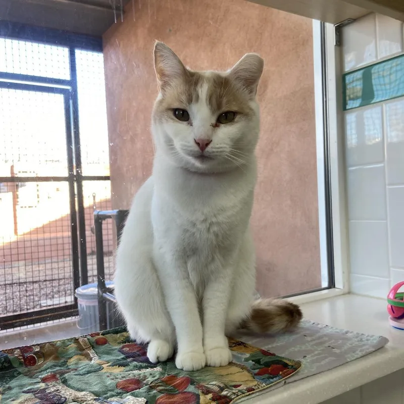 An adult large-sized female White Domestic Short Hair cat named Bonnie for adoption in Albuquerque, NM