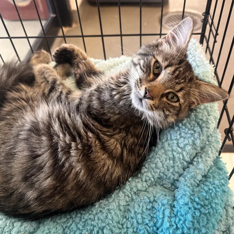 A young medium-sized male Maine Coon cat named Poisson for adoption in Rocky Mount, VA