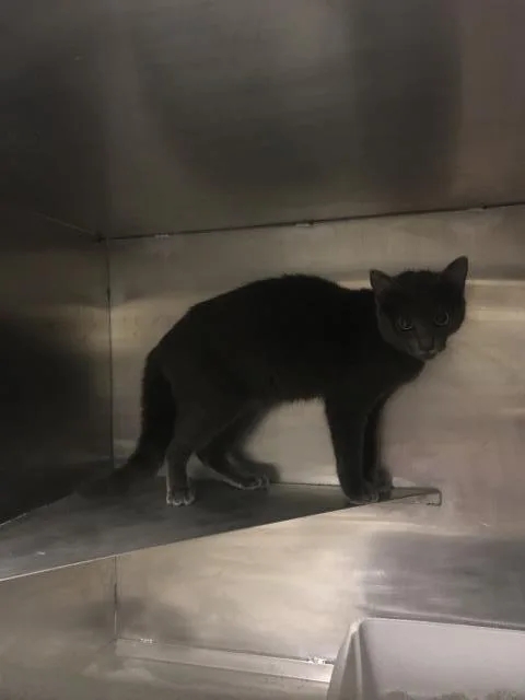An adult small-sized female Domestic Short Hair cat named Rosie for adoption in Conroe, TX