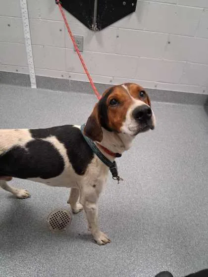 An adult large-sized male Mixed Breed dog named Rocco for adoption in Sevierville, TN