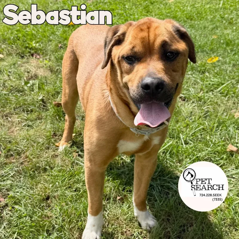 A young medium-sized male Brown / Chocolate Mixed Breed dog named Sebastian for adoption in Washington, PA