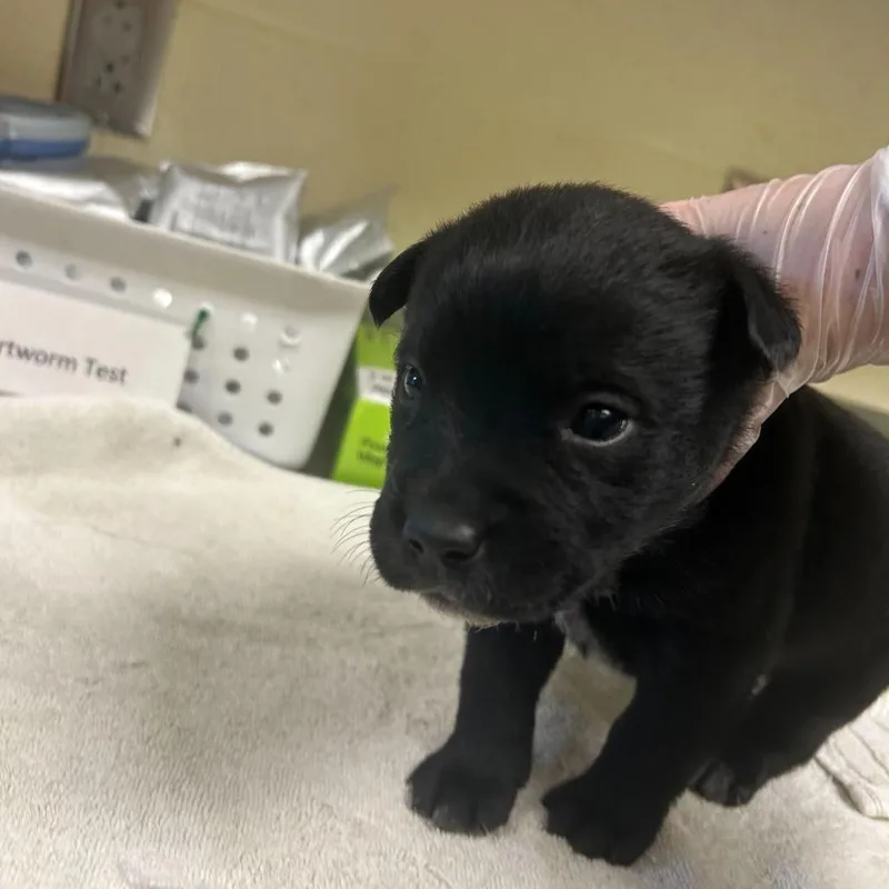 A baby small-sized male Black Mixed Breed dog named Chris for adoption in Asheville, NC