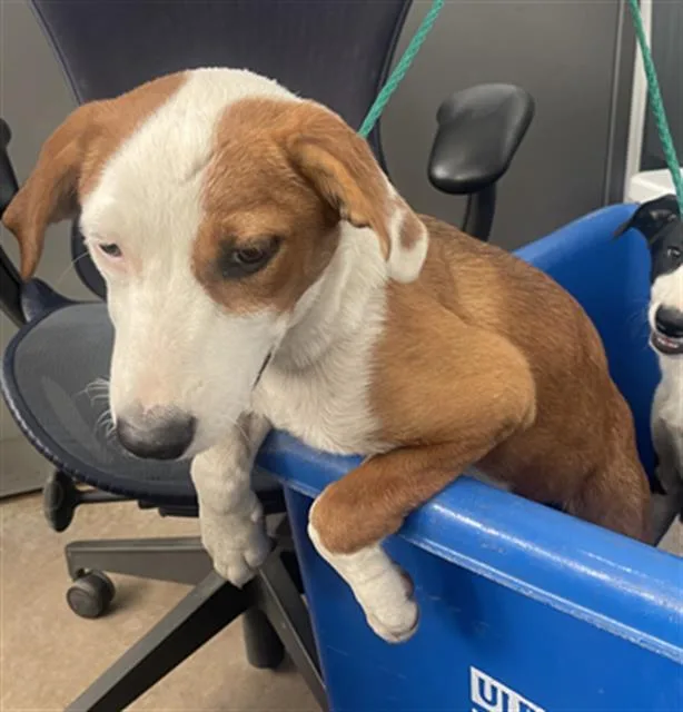 A baby large-sized female Mixed Breed dog named Ivy for adoption in Dallas, TX