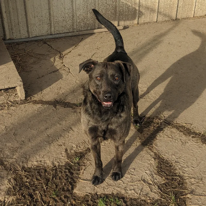 Shamrock thumbnail 3