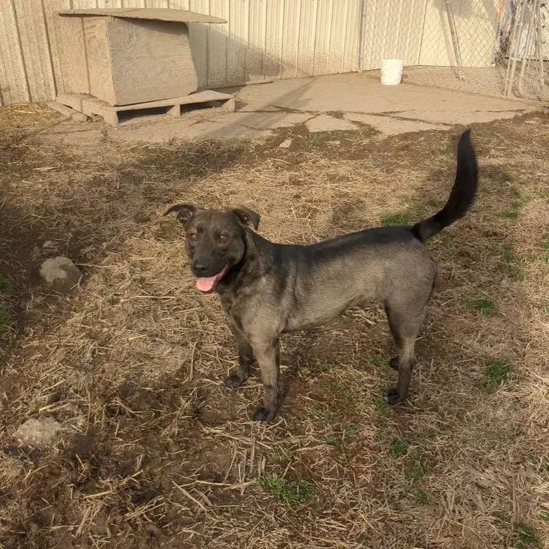 Shamrock thumbnail 4