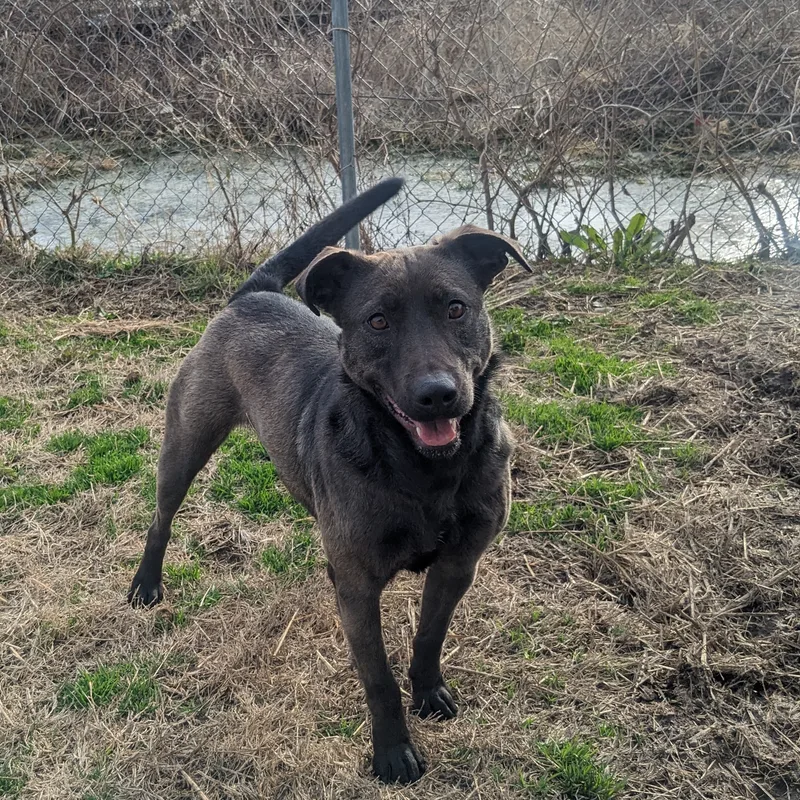 Shamrock thumbnail 5