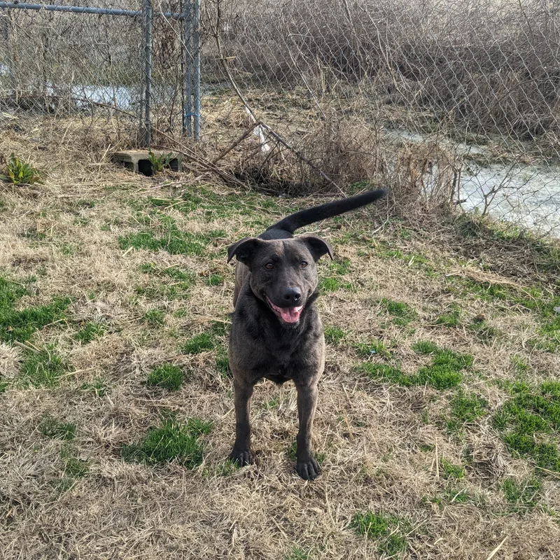 Shamrock thumbnail 6