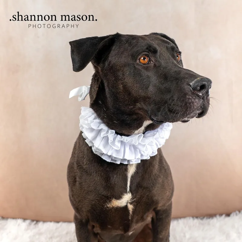 Boss Hog aka Blackie thumbnail 2