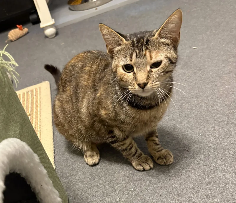 A young medium-sized female Tabby (Brown / Chocolate) Tabby cat named Grace for adoption in New Albany, OH