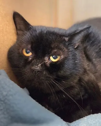 An adult large-sized male Domestic Short Hair cat named Yankee for adoption in Westland, MI
