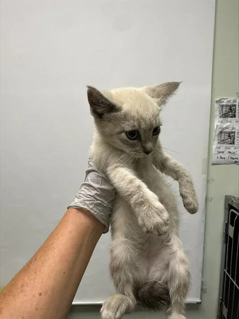 A baby small-sized female Siamese cat named Scooter for adoption in Santa Cruz, CA