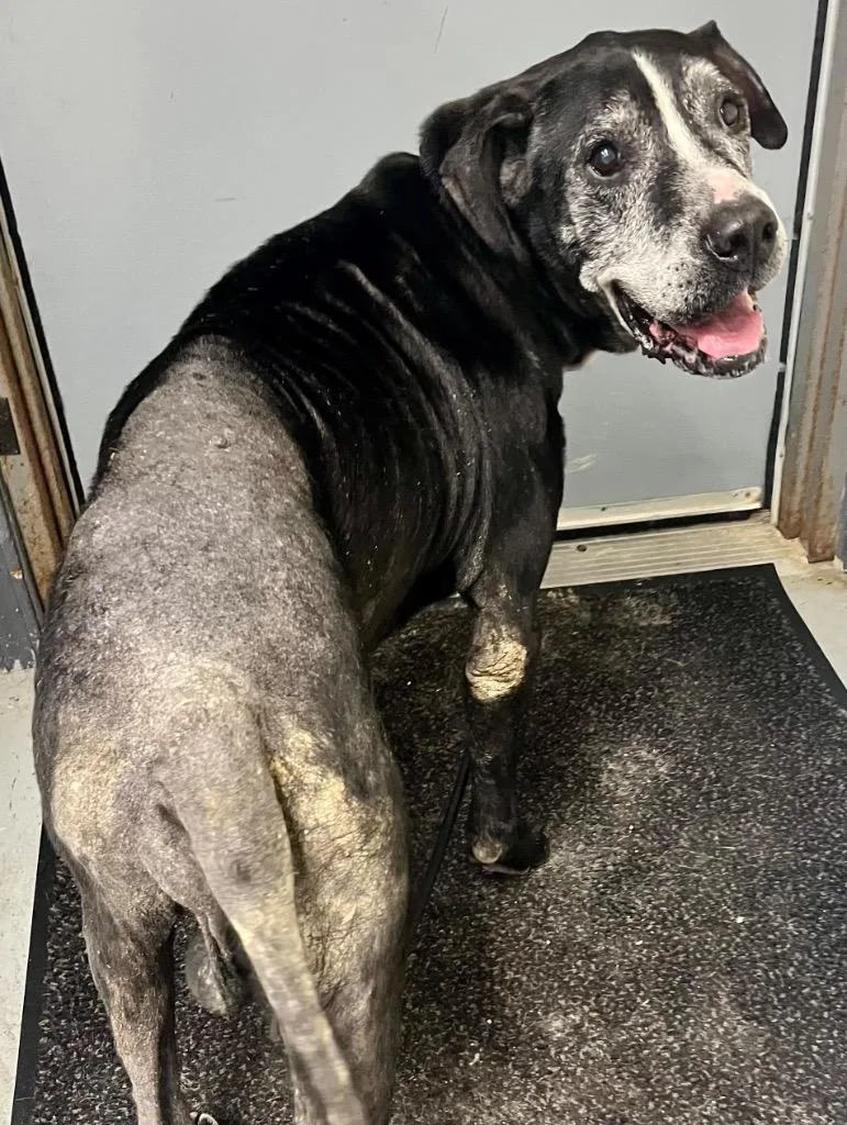 A senior large-sized male Pit Bull Terrier dog named Emmett for adoption in North Vernon, IN