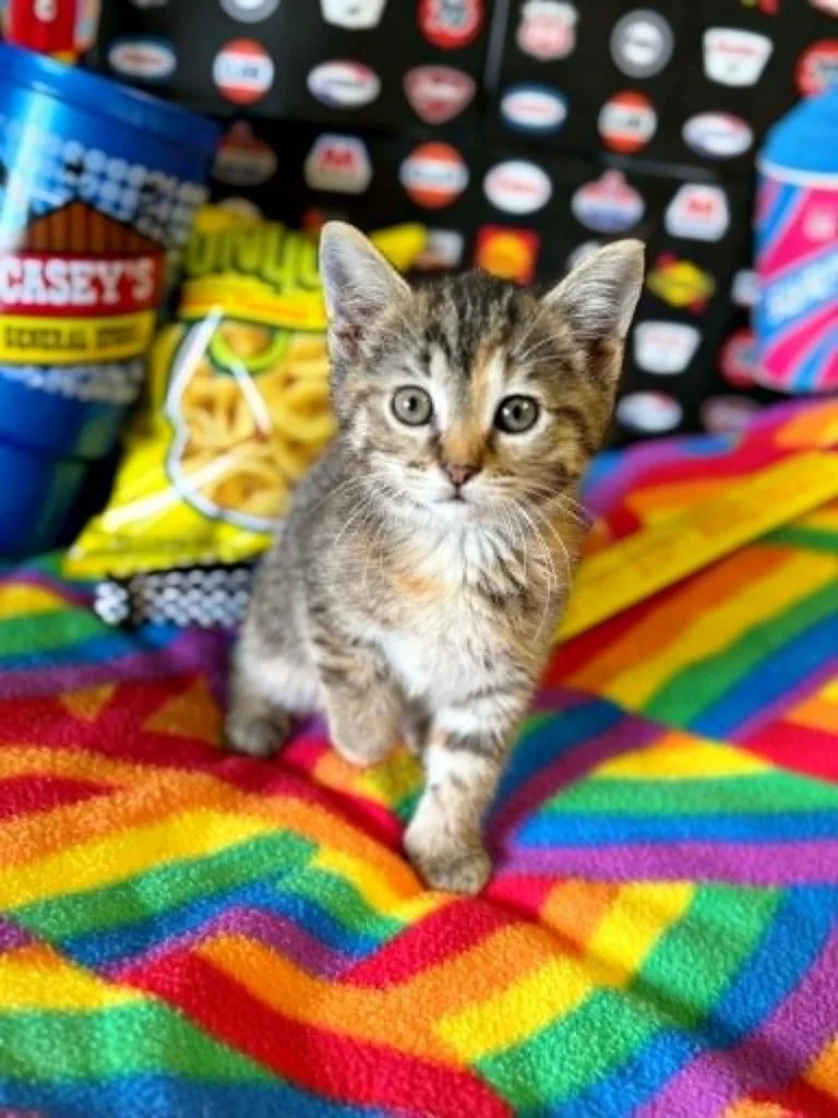 A baby small-sized female Domestic Short Hair cat named Big Gulp for adoption in Effingham, IL