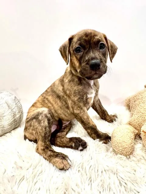 A baby medium-sized female Brindle Plott Hound dog named Lyra Starstruck for adoption in Andover, MA
