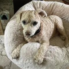 Cooper D