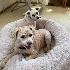 Cooper D thumbnail 3