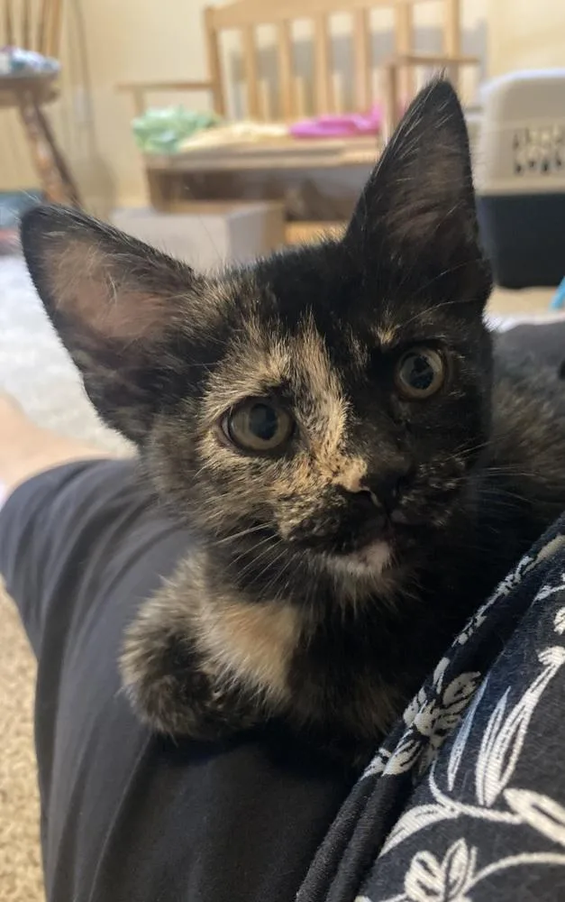 A baby medium-sized female Domestic Short Hair cat named Chaney for adoption in Oceanside, CA