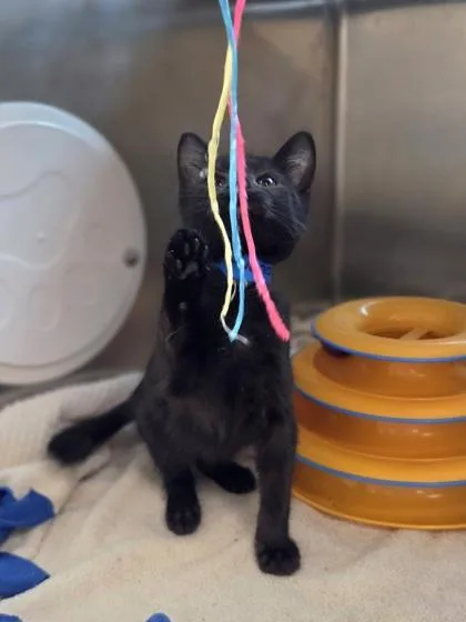 A baby small-sized male Domestic Short Hair cat named Excavator for adoption in Westland, MI