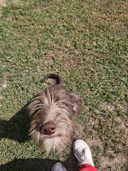 A young medium-sized female Labradoodle dog named Marie for adoption in Zimmerman, MN