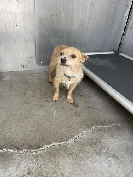 An adult small-sized male Terrier dog named Barkley for adoption in Victorville, CA