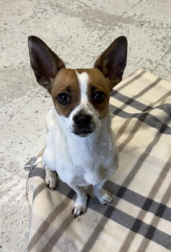 A young small-sized female Chihuahua dog named Penny for adoption in Salt Lake City, UT