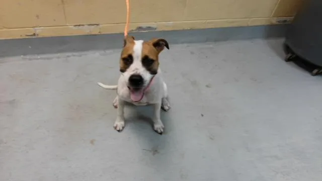 An adult medium-sized female Pit Bull Terrier dog named Honey Bun for adoption in Tulsa, OK