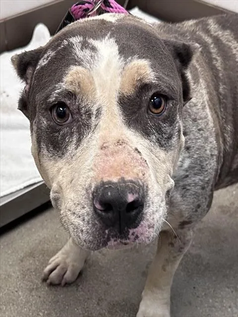 An adult medium-sized female Pit Bull Terrier dog named Teaspoon for adoption in Tucson, AZ
