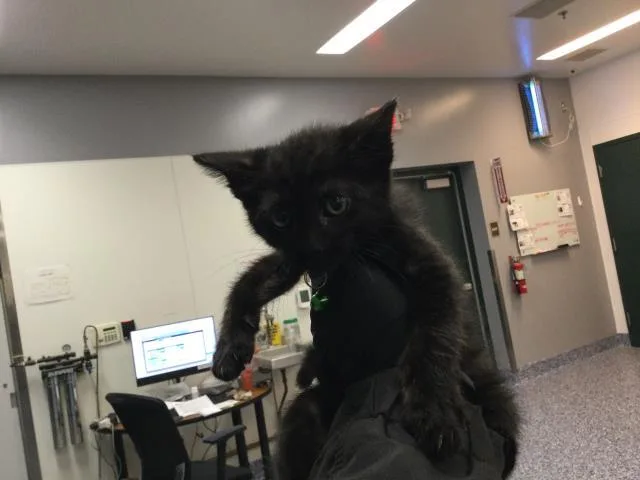 A baby small-sized male Domestic Short Hair cat named Dj for adoption in Thousand Palms, CA