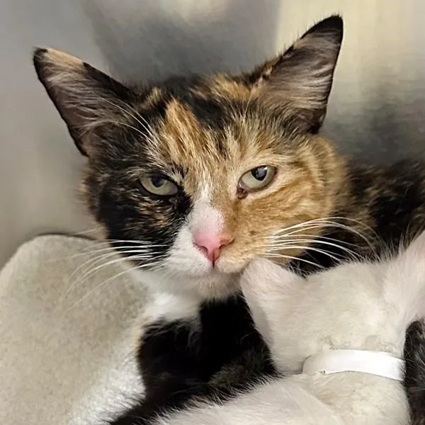 A young small-sized female Domestic Short Hair cat named Seahorse for adoption in Walnut Creek, CA