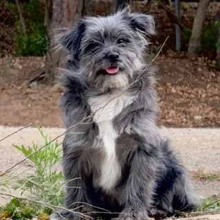 A baby small-sized male Pomeranian dog named David for adoption in Santa Monica, CA