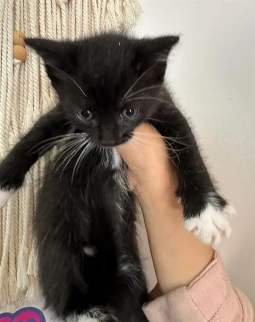A baby small-sized male Domestic Short Hair cat named Osiris for adoption in Chula Vista, CA