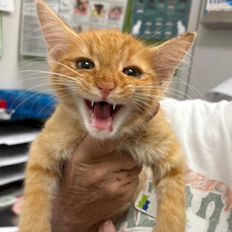 A baby small-sized male Orange / Red Domestic Medium Hair cat named Simba for adoption in Columbiana, AL