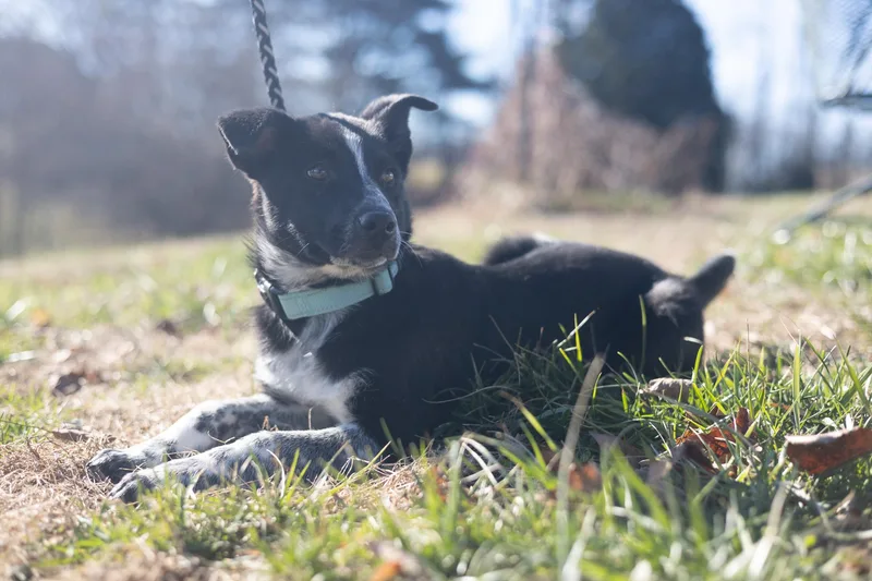 Blue  Transport thumbnail 2