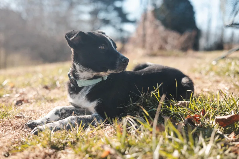 Blue  Transport thumbnail 3