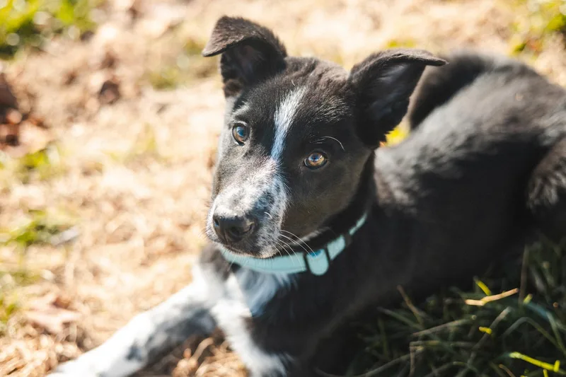 Blue  Transport thumbnail 5