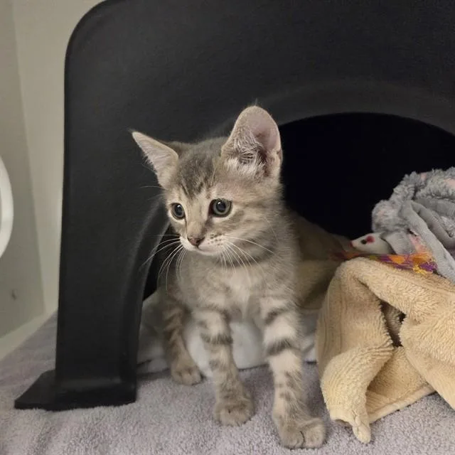 A baby small-sized female Domestic Short Hair cat named Venus for adoption in Ontario, CA