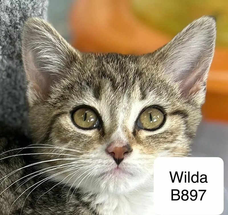A baby medium-sized female Tabby (Brown / Chocolate) Domestic Short Hair cat named Wilda for adoption in Morganton, NC