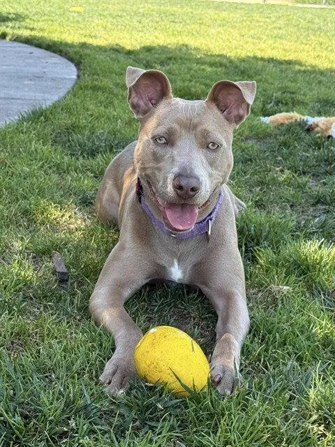 An adult medium-sized female Pit Bull Terrier dog named Fiesta for adoption in Elk Grove, CA